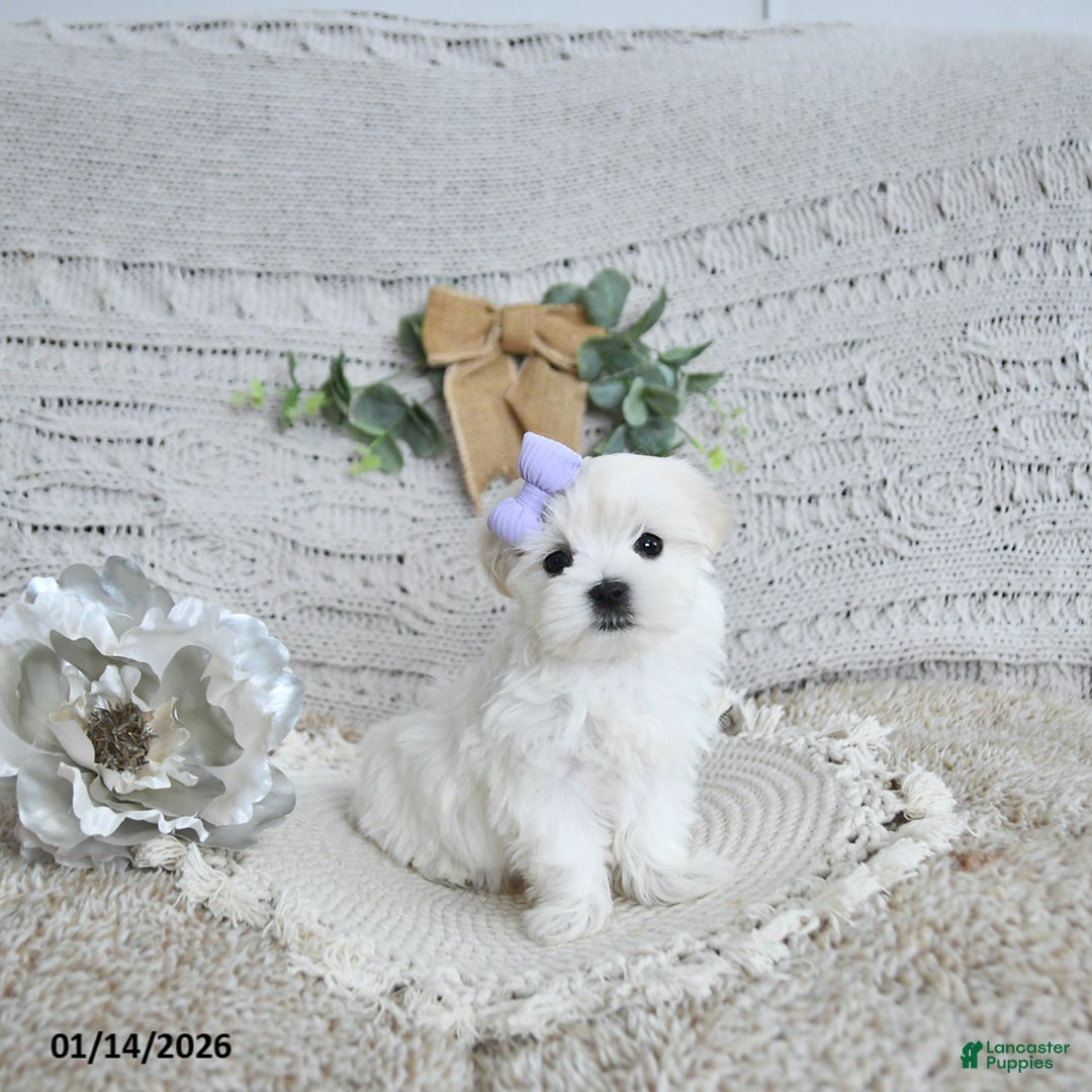 Maltese dogs for sale: Fairy EXTRA SMALL - Ad 2