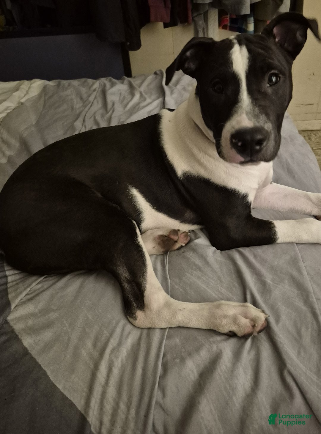 Milo