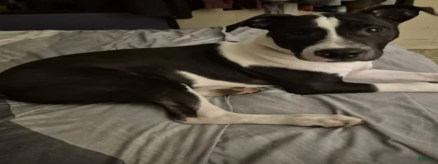 Milo