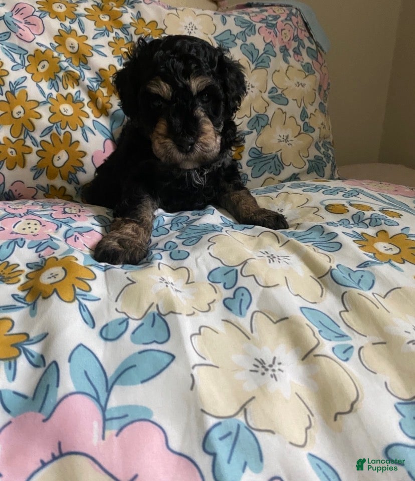 Mixed Breed dogs Andy - Ad 38