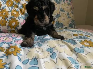 Mixed Breed dogs Andy - Ad 42