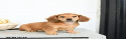 Miniature Dachshund dogs for sale: Pumpkin - Ad 5