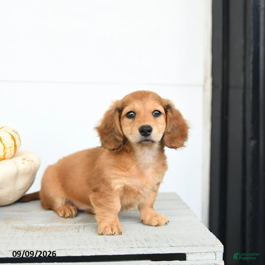 Miniature Dachshund dogs for sale: Pumpkin - Ad 5