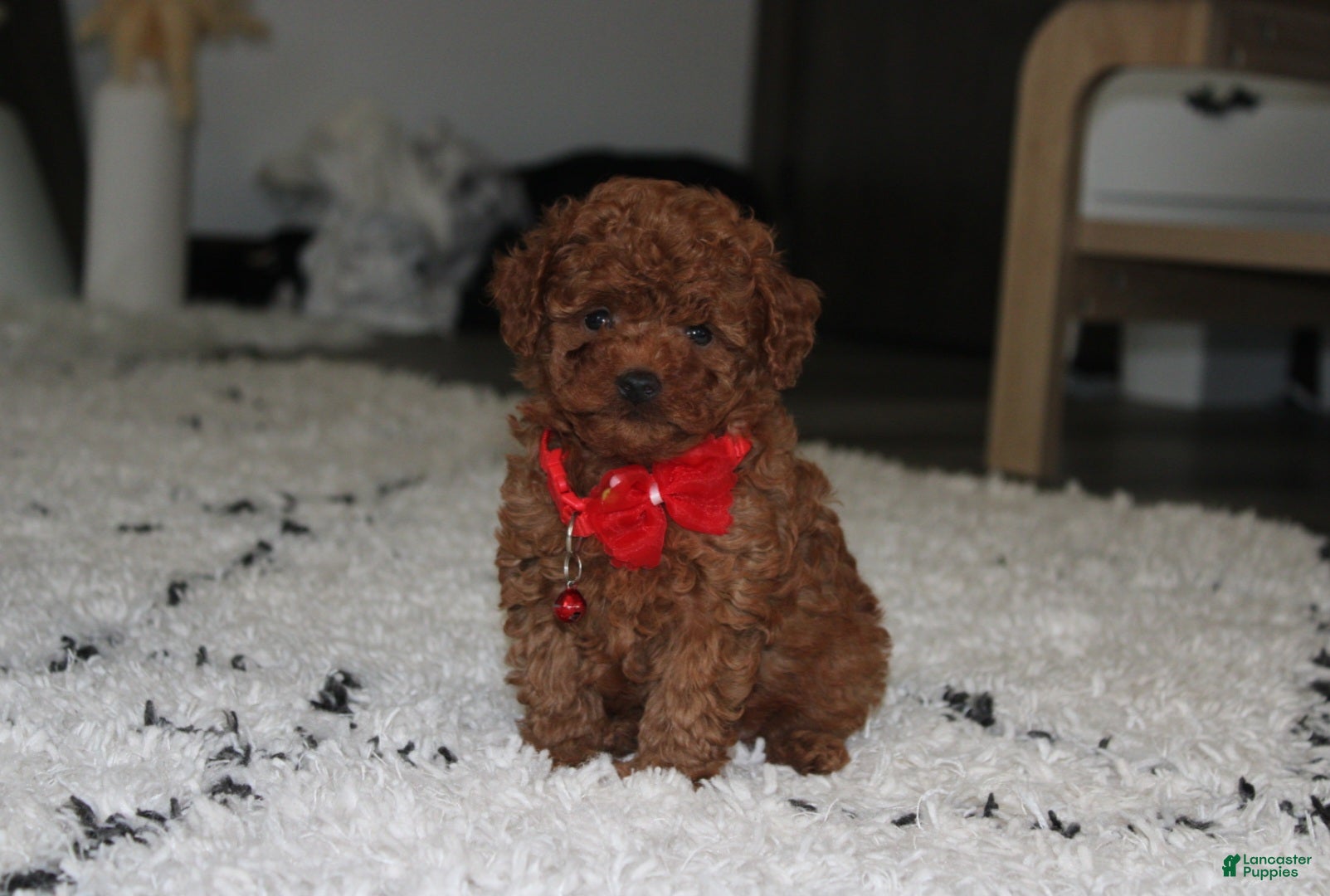 Toy Poodle dogs Acey - Ad 1