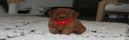 Toy Poodle dogs for sale: Acey - Ad 1
