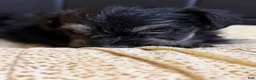 Schnauzer dogs for sale: Schnauzer Puppy 2 - Ad 3