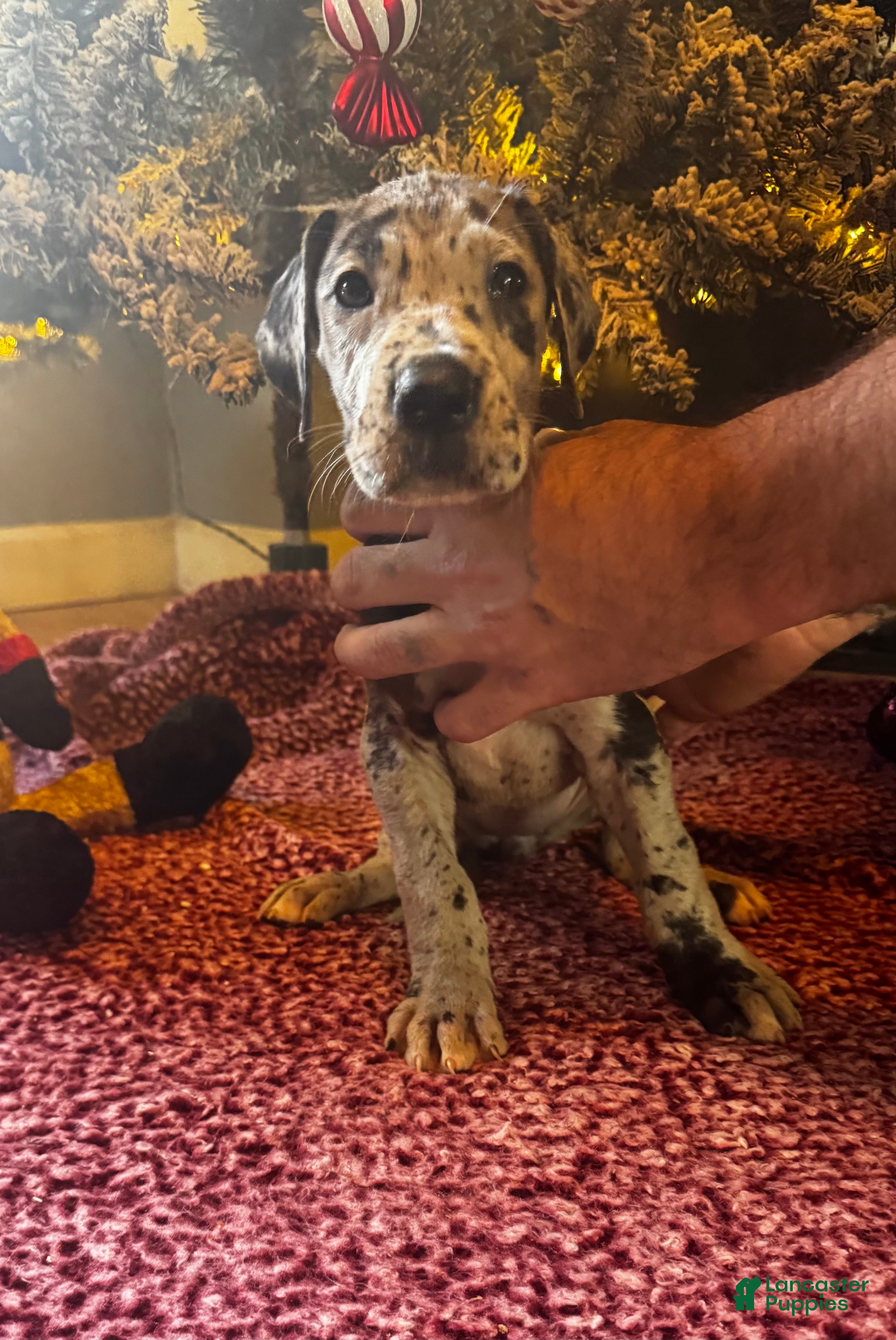 Great Dane dogs Blossom - Ad 22