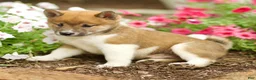 Shiba Inu dogs for sale: Lykos - Ad 4