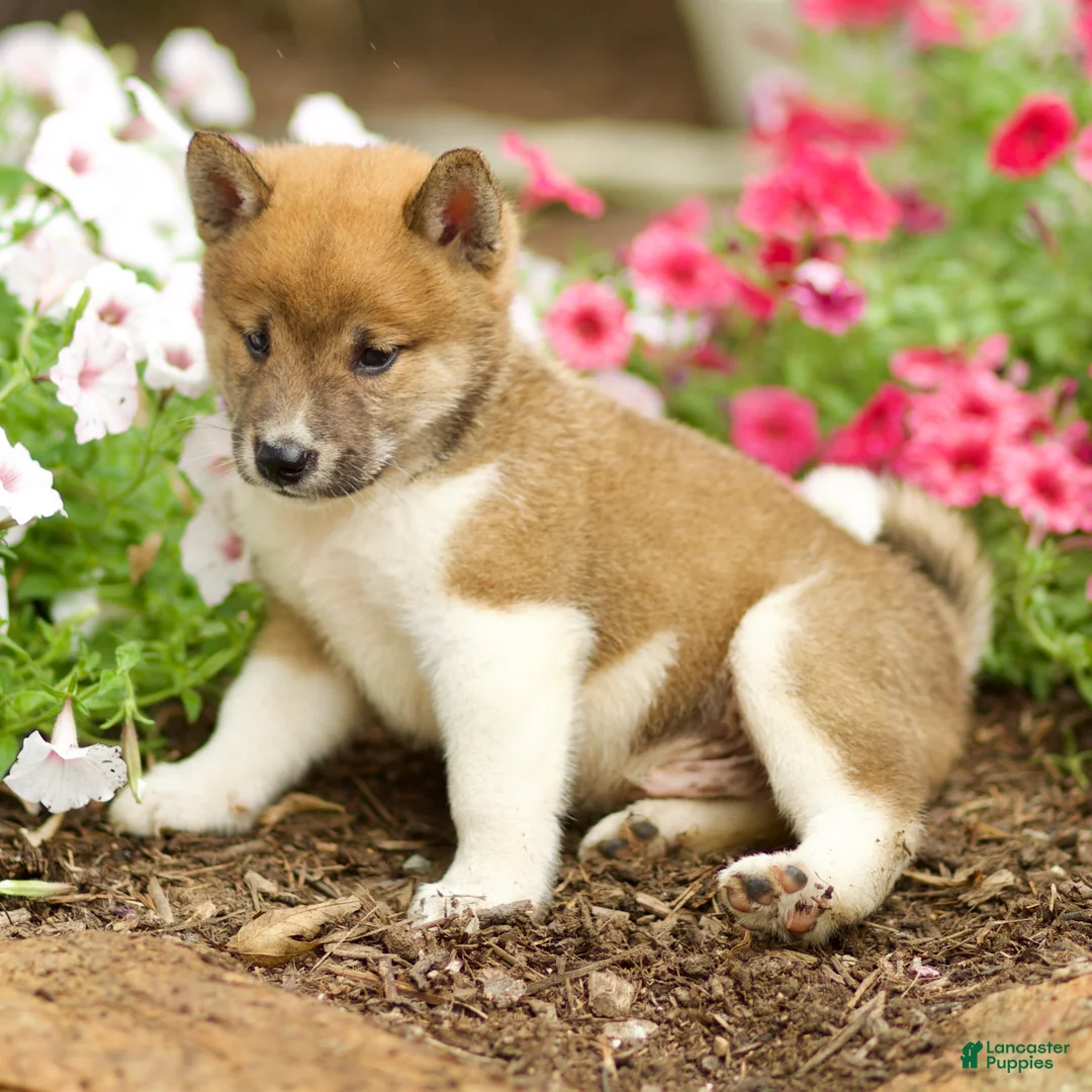 Shiba Inu dogs for sale: Lykos - Ad 4
