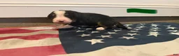 Bernese Mountain Dog dogs for sale: CamoGreen - Ad 10