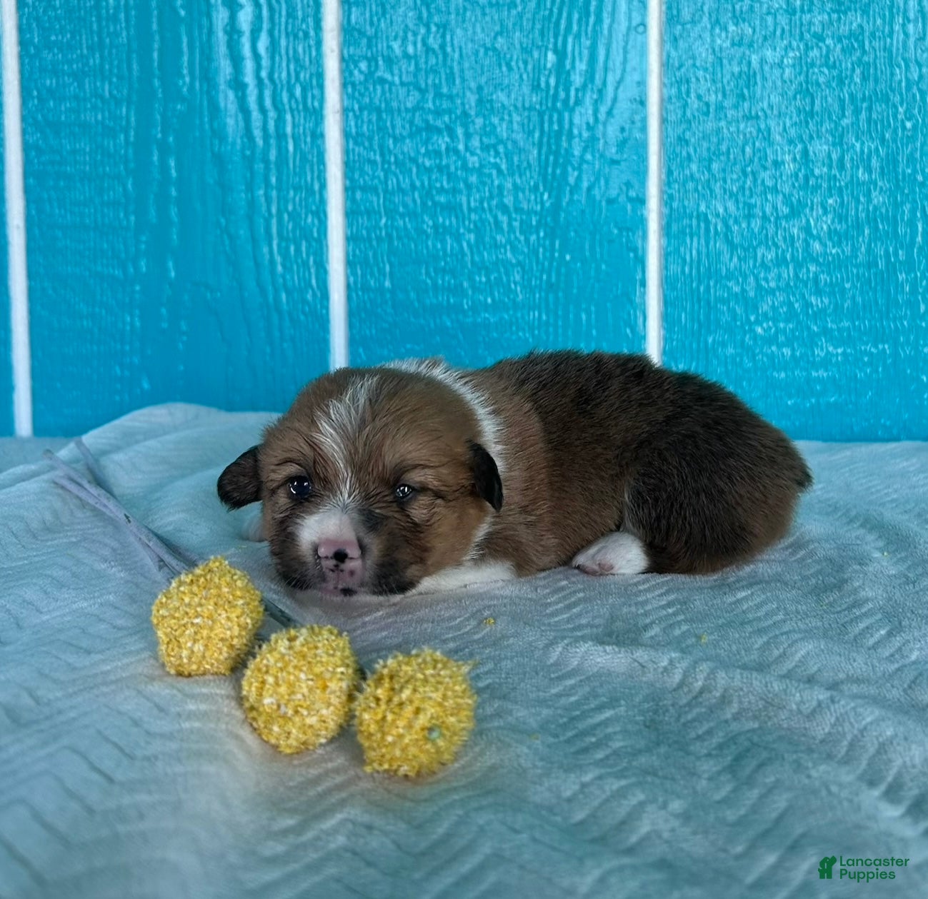 Welsh Corgi Pembroke dogs Danny Welsh Corgi Pembroke Puppy  - Ad 1