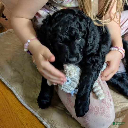 Mixed Breed dogs Mini Golden Bernedoodle- Cornelius - Ad 10