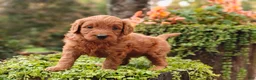 Goldendoodle dogs for sale: Nutmeg - Ad 8