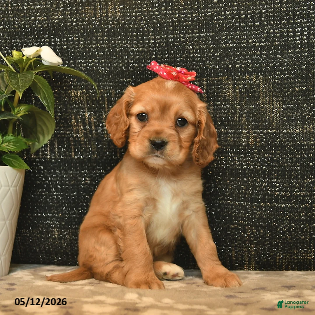 Cockalier dogs for sale: Violet  - Ad 1