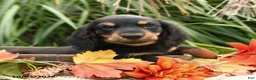 Dachshund dogs for sale: Skip  - Ad 4