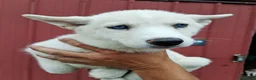 Siberian Husky dogs for sale: Darla - Ad 2