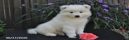 Samoyed dogs for sale: Ryden - Ad 5