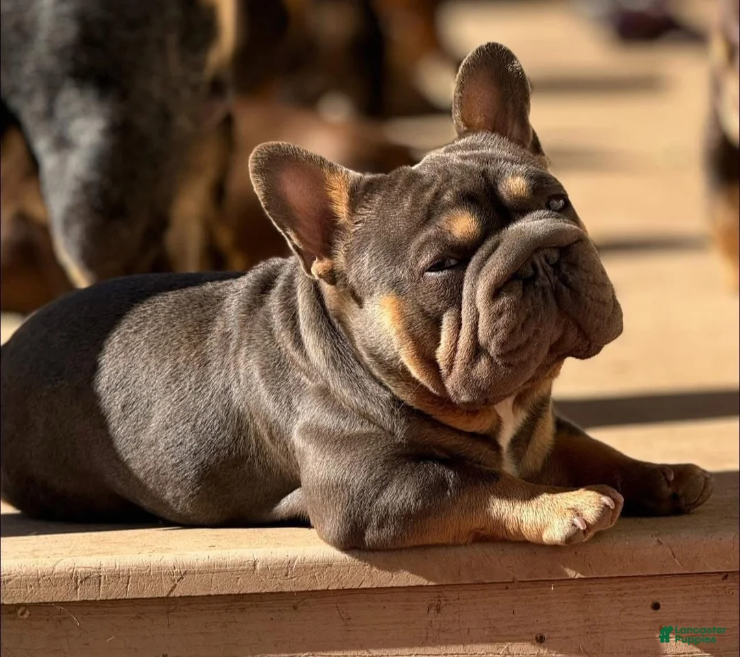 French Bulldog dogs for stud: Mr. Steal Yo Girl “Tinder” Blue  - Ad 6