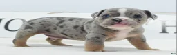 Mixed Breed dogs for sale: Lux  - Ad 5