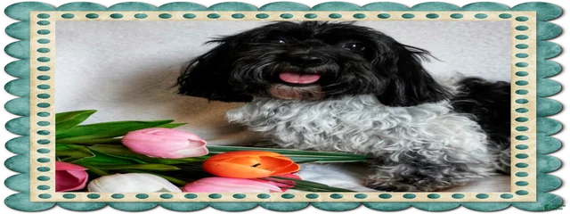 Buttercup's Princess Daisy