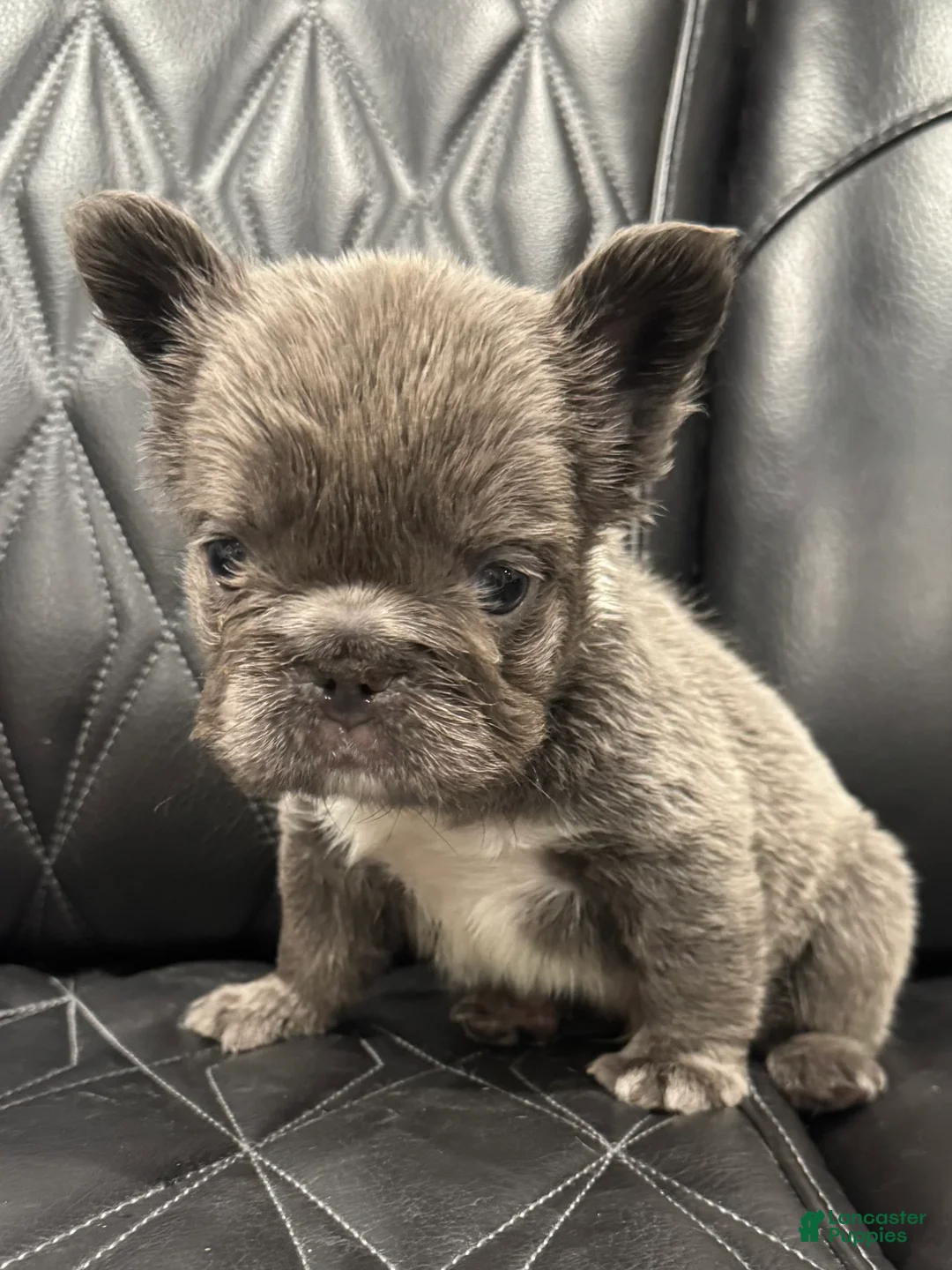 French Bulldog dogs for sale: FLUFFY BIG ROPE TOP GUN - Ad 4