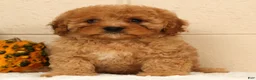 Cavapoo dogs for sale: Avery - Ad 5