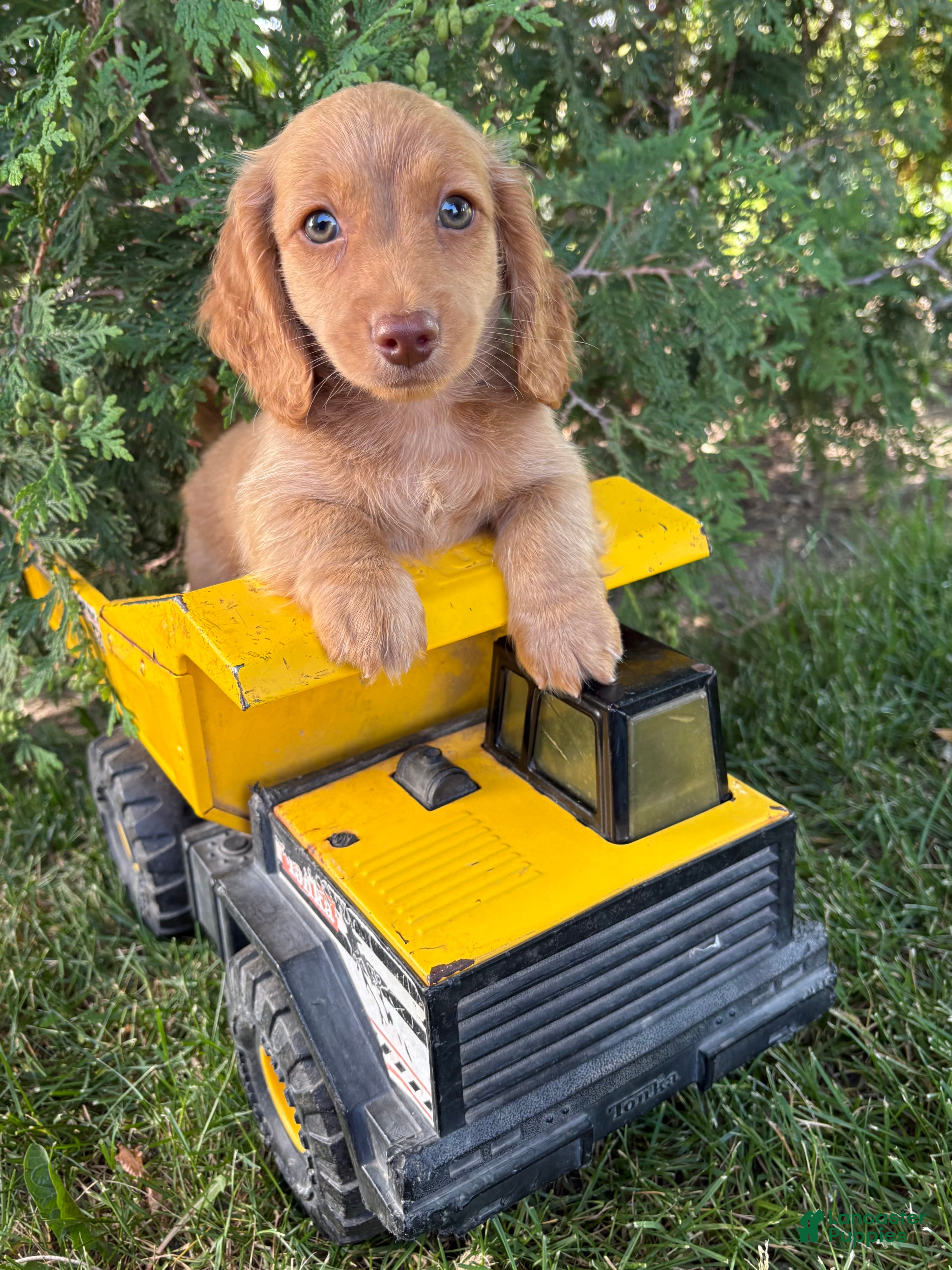 Dachshund dogs Briggs - Ad 1