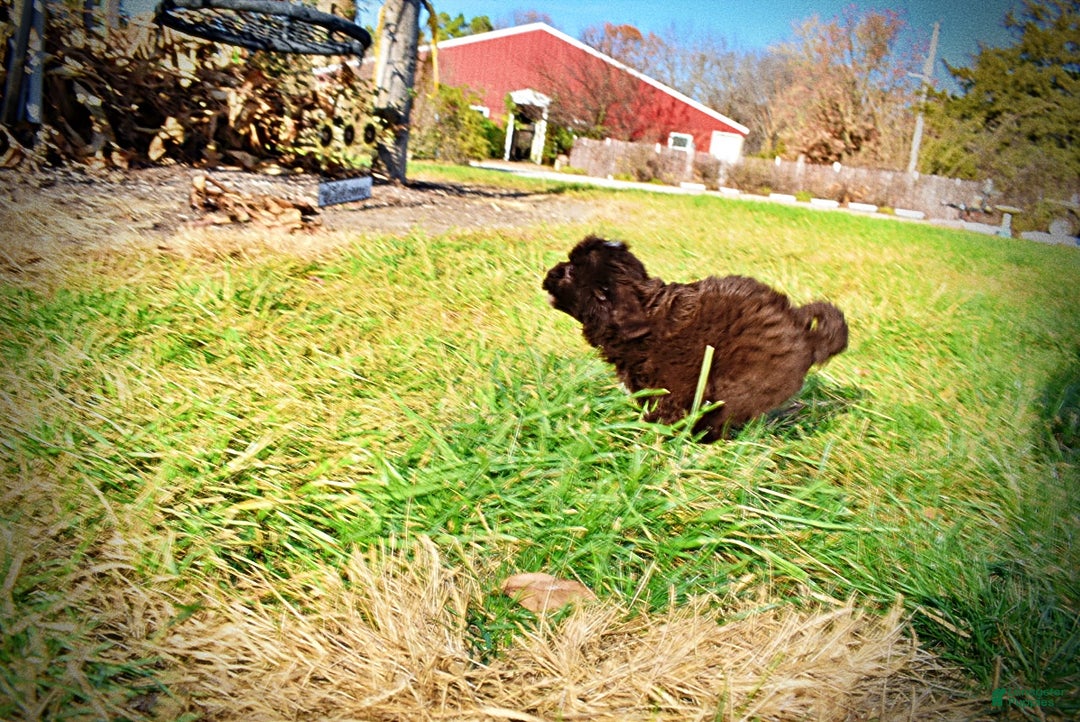 Havapoo dogs for sale: Ozzie - Ad 11