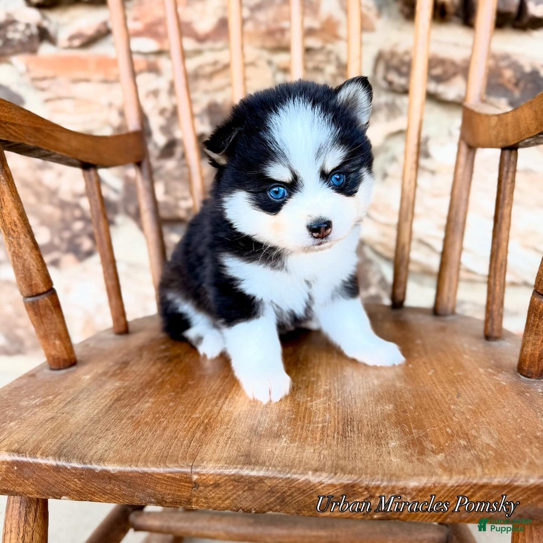Pomsky dogs for sale: Zephyr - Ad 4