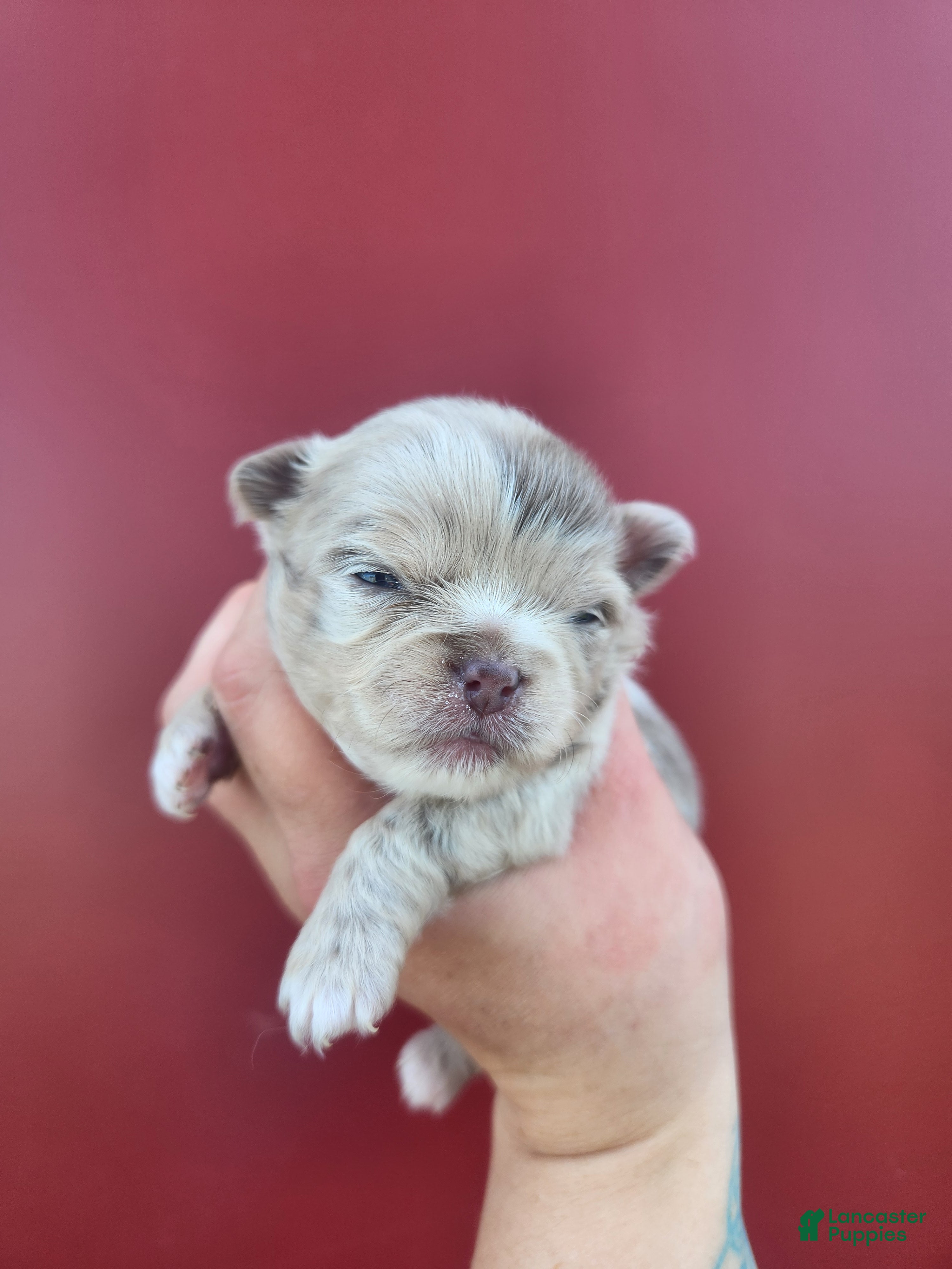 Chihuahua dogs ATLAS - Ad 4
