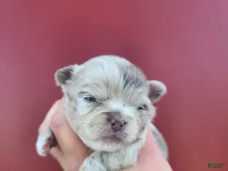 Chihuahua dogs ATLAS - Ad 15