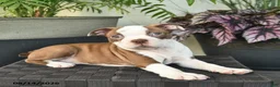 Boston Terrier dogs for sale: Rosa  - Ad 4