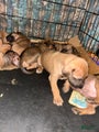 Rhodesian Ridgeback Puppy 7