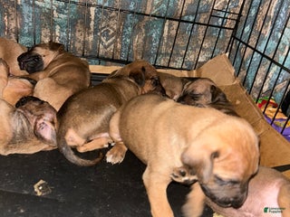 Rhodesian Ridgeback dogs Rhodesian Ridgeback Puppy 7 - Ad 25