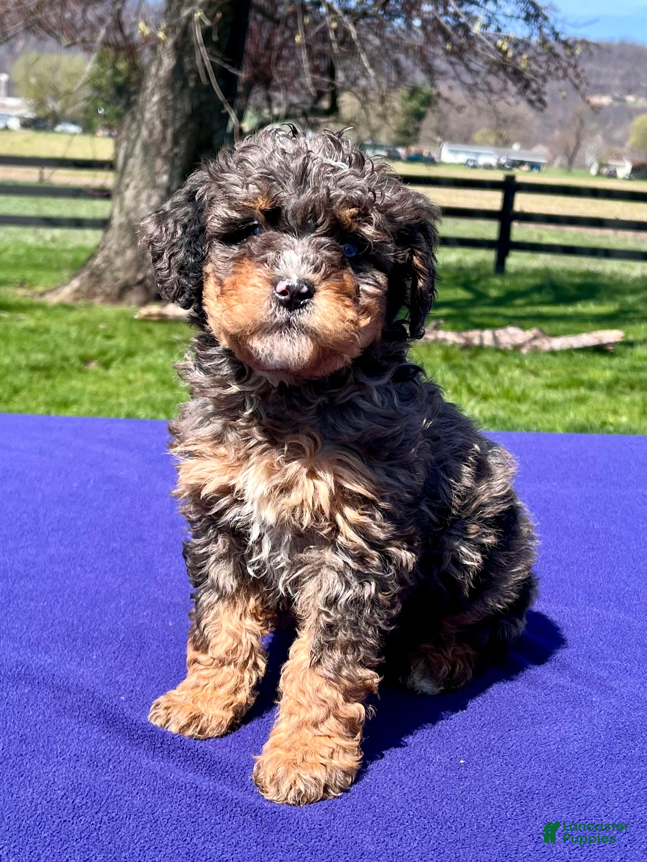 Bernedoodle dogs Lennox - Ad 1