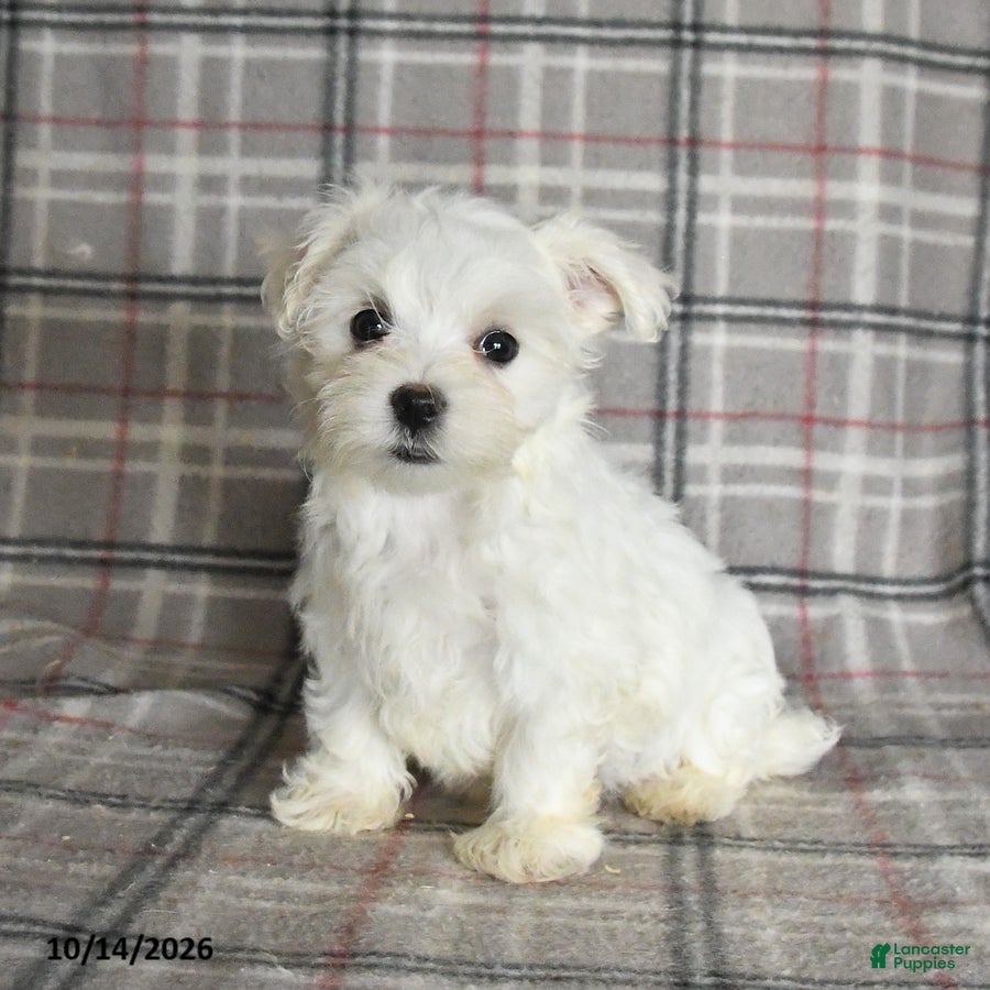 Maltese dogs Paige - Ad 1