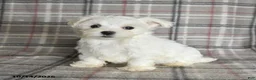 Maltese dogs for sale: Paige - Ad 1