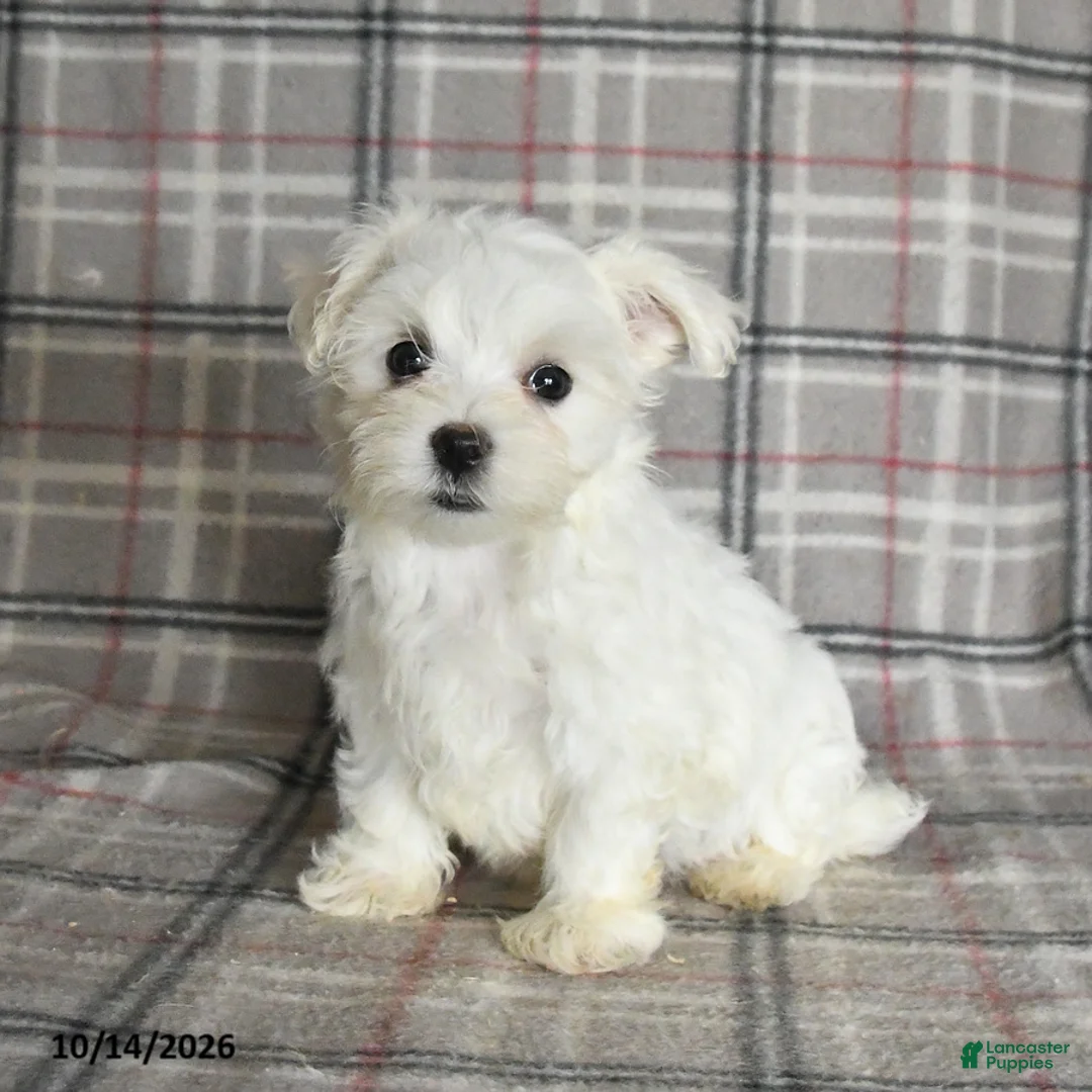 Maltese dogs for sale: Paige - Ad 1