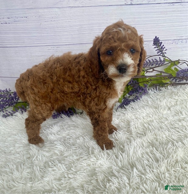 Miniature Poodle dogs Tyson - Ad 2