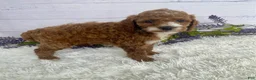 Miniature Poodle dogs for sale: Tyson - Ad 2