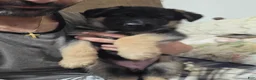 German Shepherd dogs for sale: HULK 🐾 - Ad 4