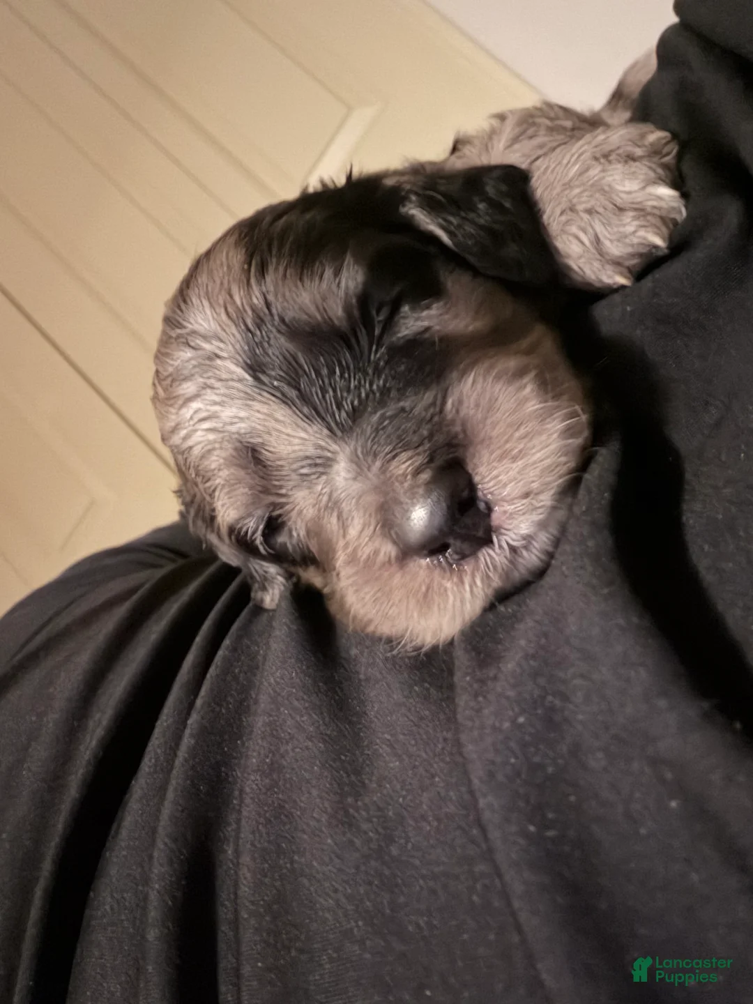 Mini Goldendoodle dogs for sale: Orange male, Merle Goldendoodle 7 - Ad 2