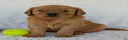 Golden Retriever dogs for sale: Charlie - Ad 5
