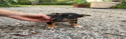 Miniature Bull Terrier dogs for sale: Ariel  - Ad 3