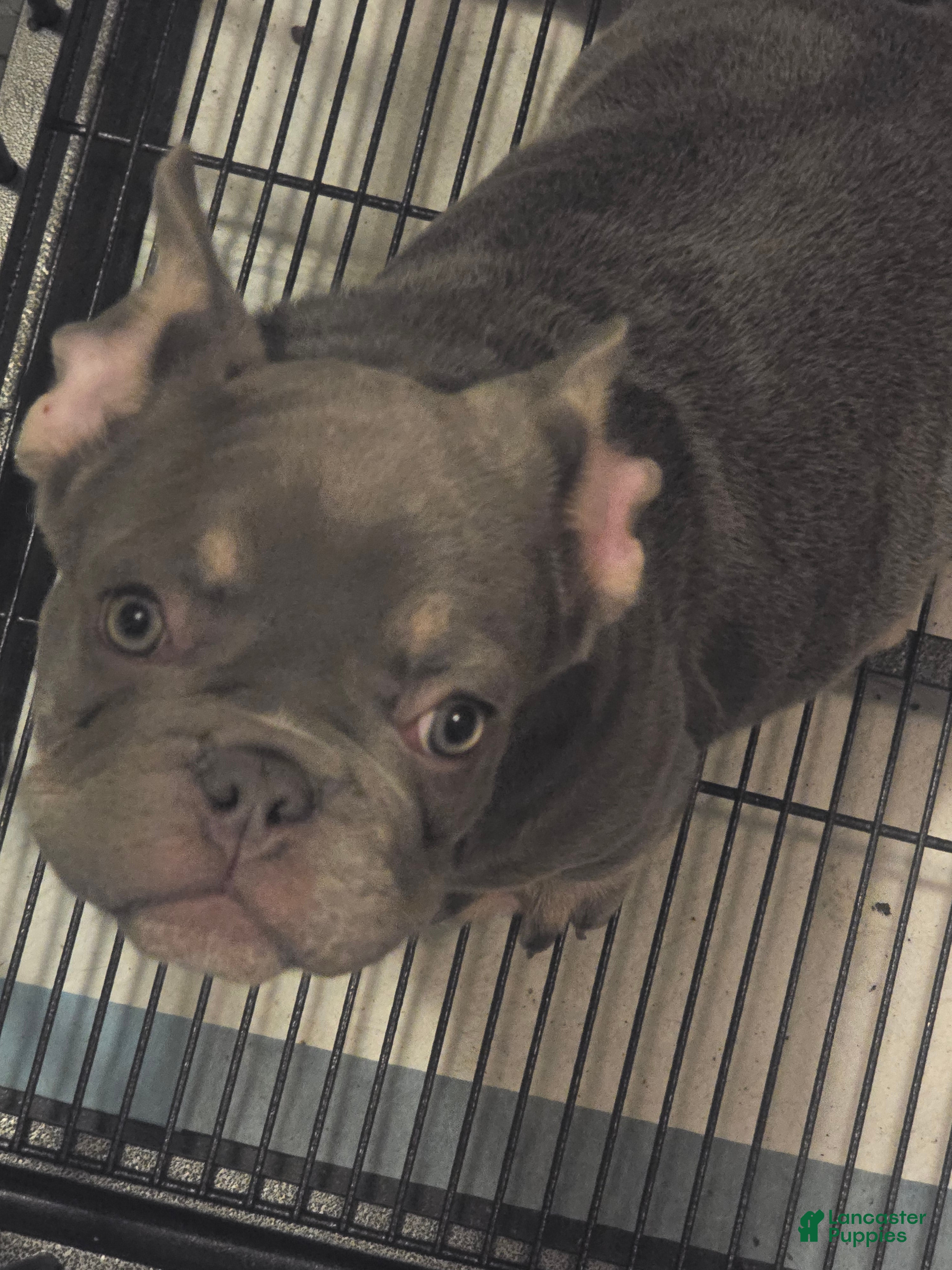 French Bulldog dogs French Bulldog Puppy 1 - Ad 11