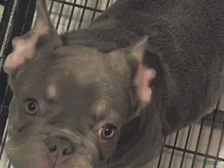 French Bulldog dogs French Bulldog Puppy 1 - Ad 11