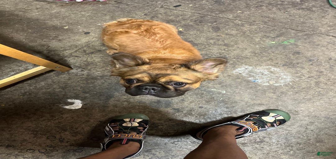 Gallery Image {{count}}