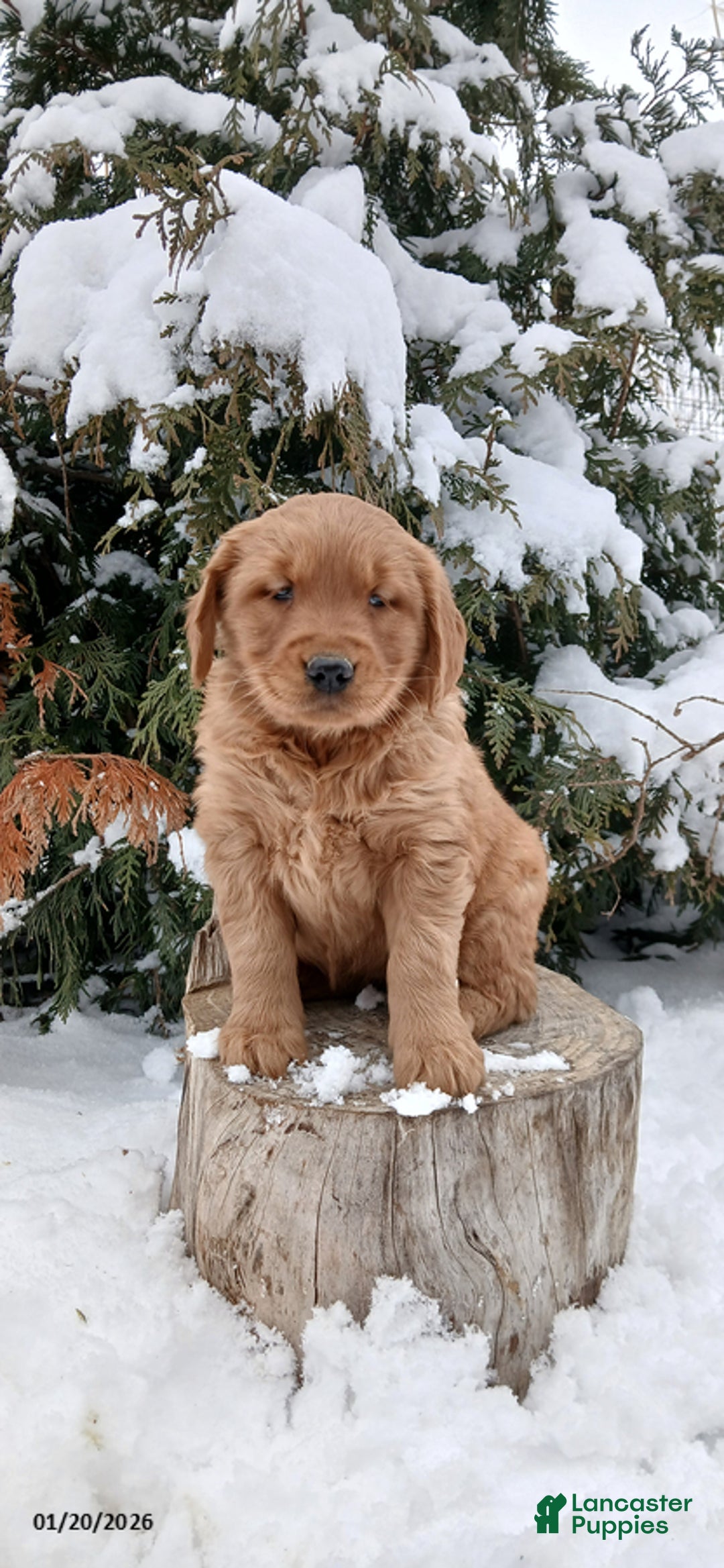 Golden Retriever dogs for sale: Molly - Ad 2