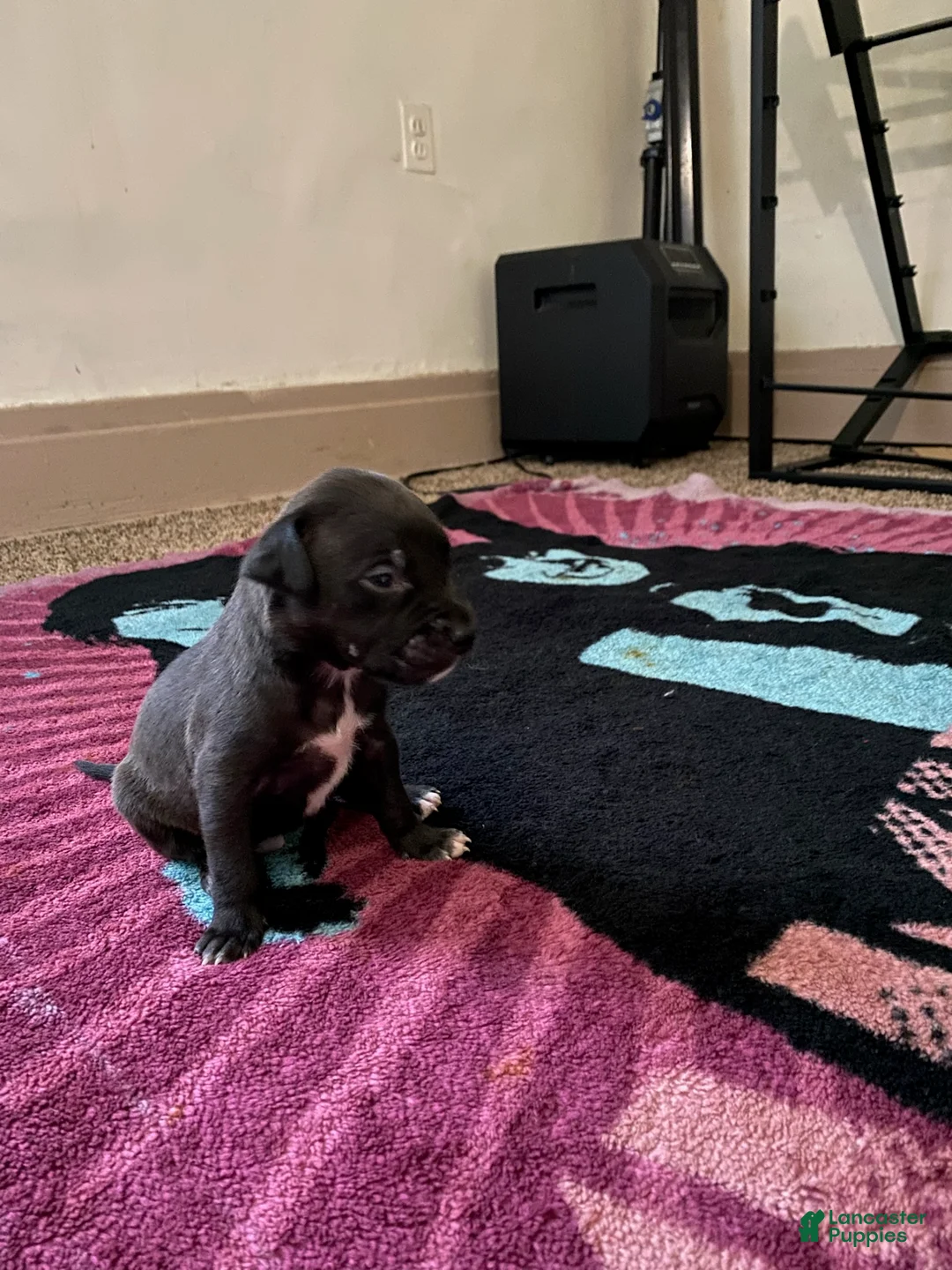 Mixed Breed dogs for sale: Girl 1 - Ad 1