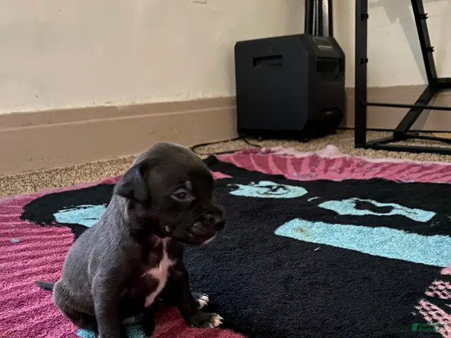 Mixed Breed dogs for sale: Girl 1 - Ad 3
